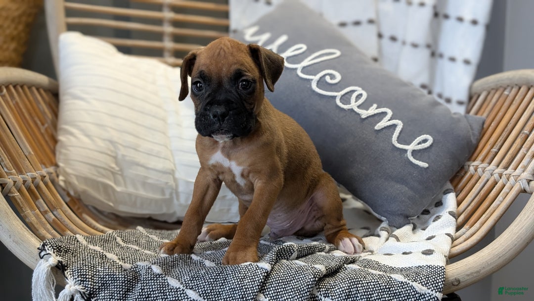 Boxer dogs for sale: Hunter - Ad 6