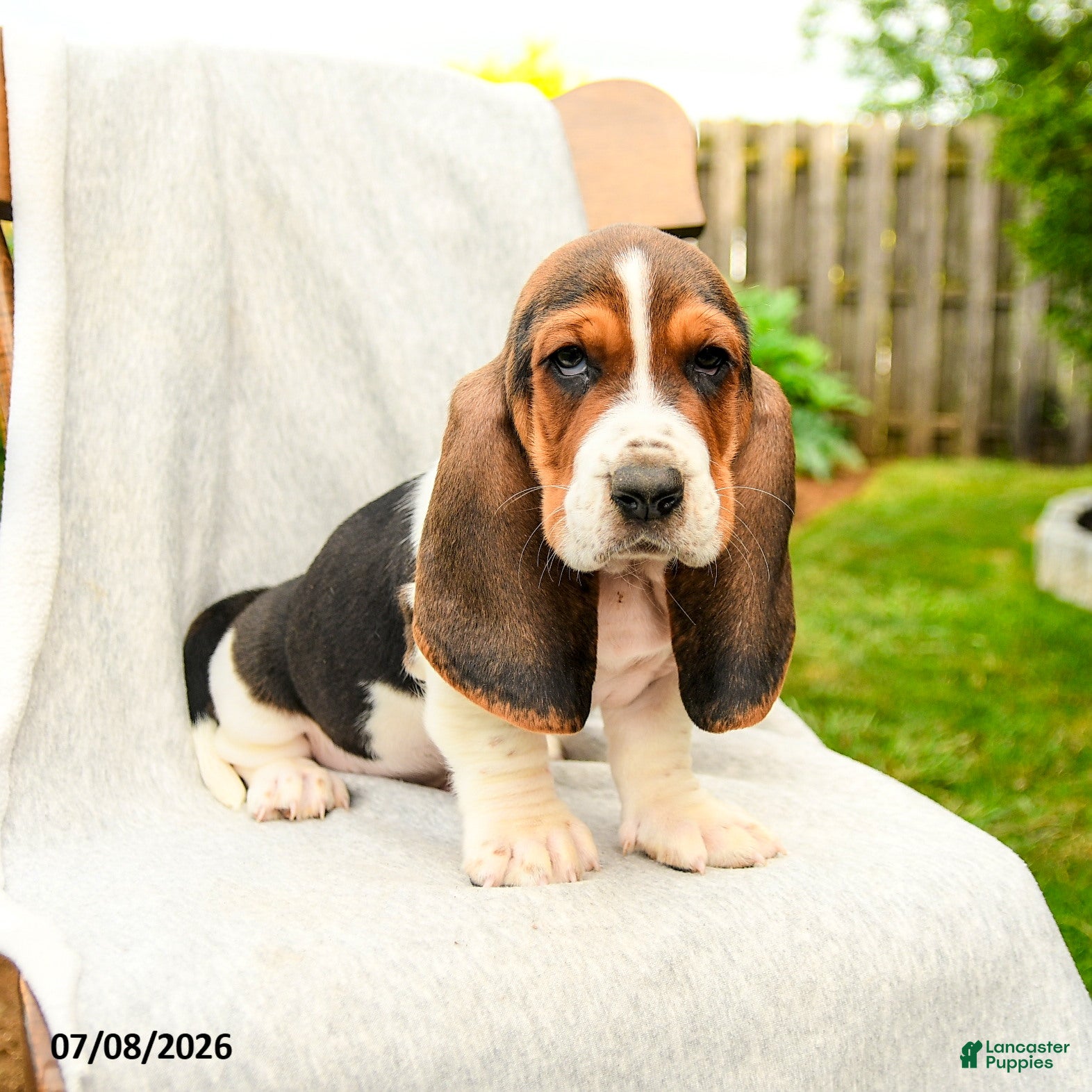Basset Hound dogs Baldwin - Ad 1