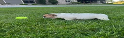 English Bulldog dogs for sale: Zane - Ad 4