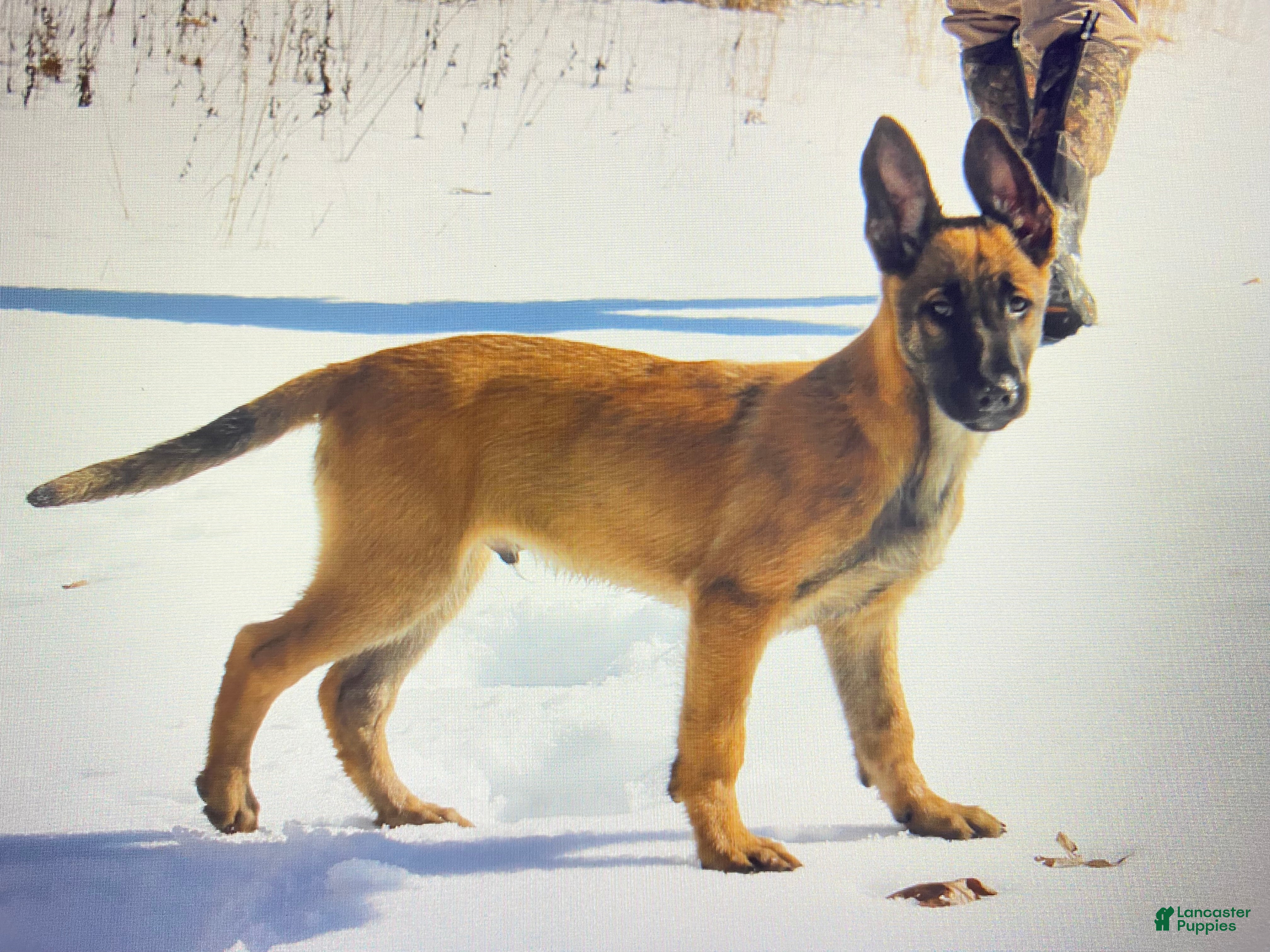 Mixed Breed dogs Mixed Breed Puppy 1 - Ad 15