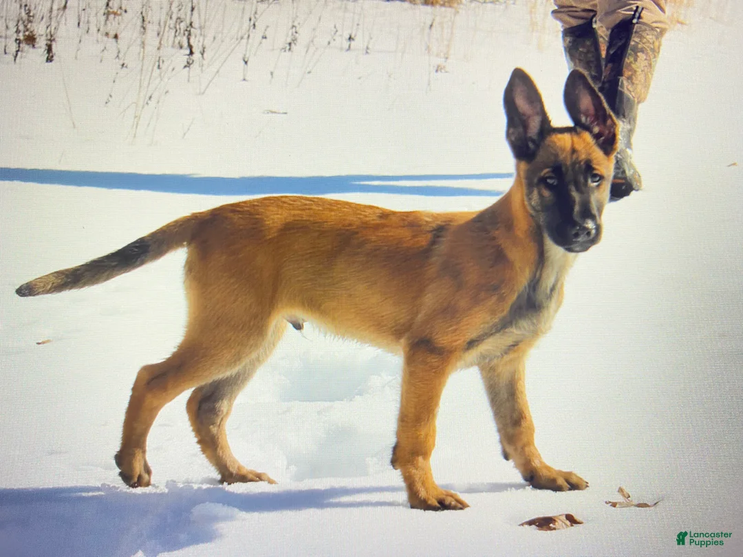 Mixed Breed dogs for sale: Mixed Breed Puppy 1 - Ad 1