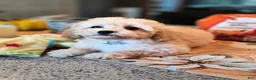 Maltipoo dogs for sale: Beau - Ad 5