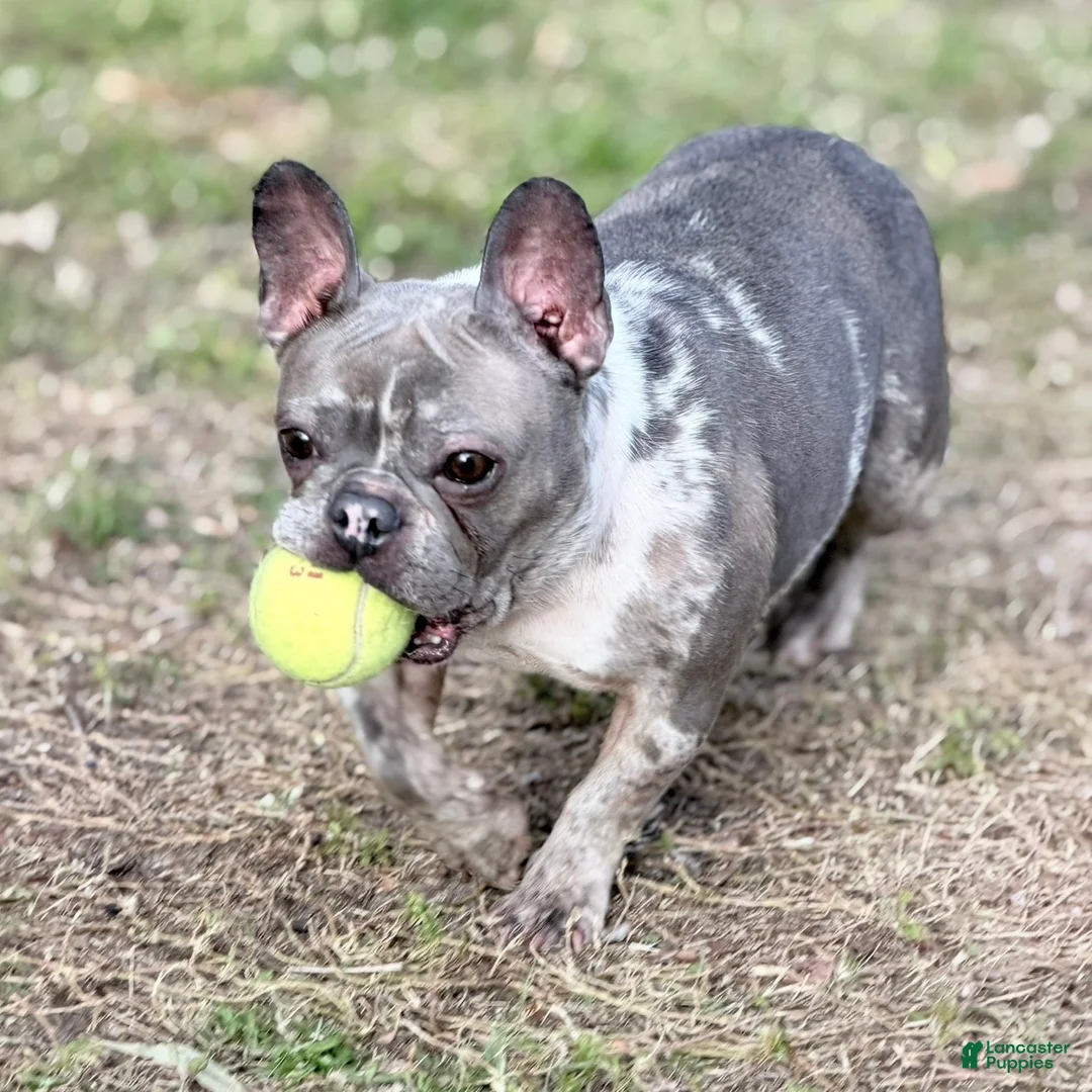French Bulldog dogs for sale: Stormy - Ad 4