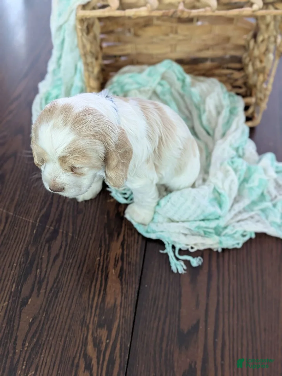 Cocker Spaniel dogs for sale: Cocker Spaniel Puppy 2 - Ad 9
