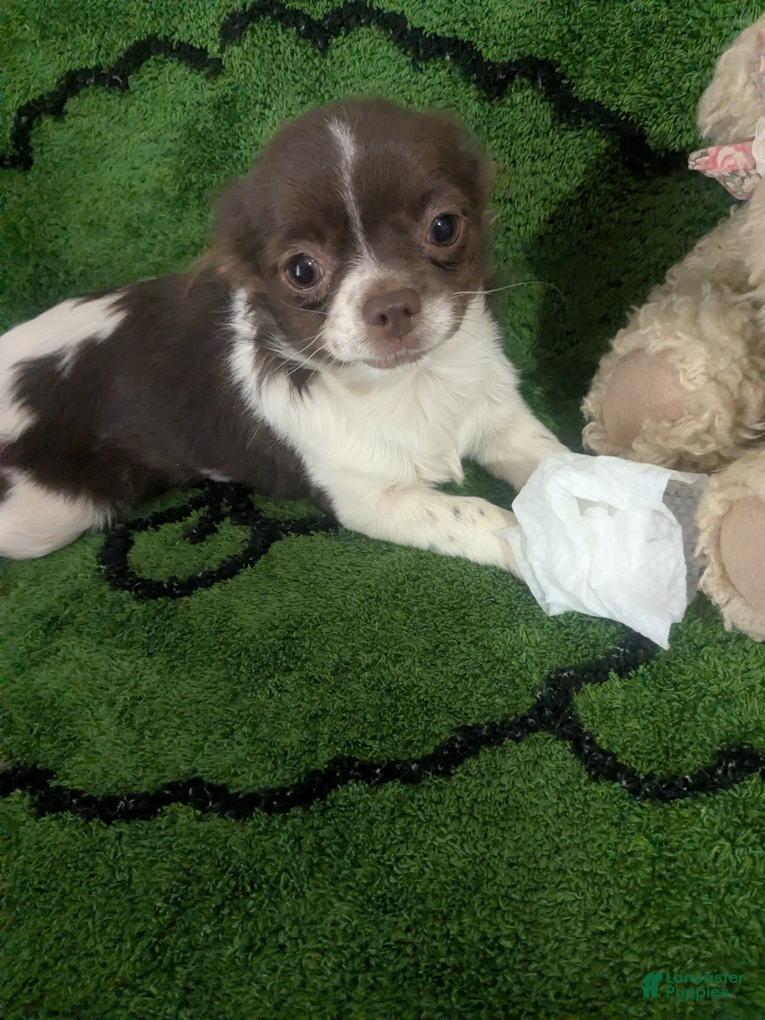 Chihuahua dogs Full AKC   Faith   - Ad 4