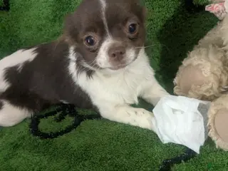 Chihuahua dogs Full AKC Faith - Ad 4