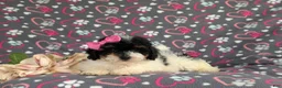 Bichpoo dogs for sale: Annabelle - Ad 5