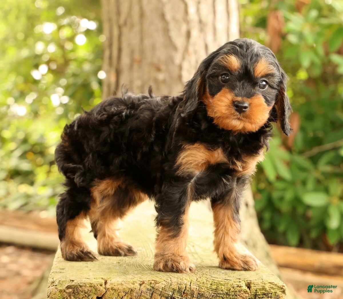 Cavapoo dogs Sasha - Ad 1