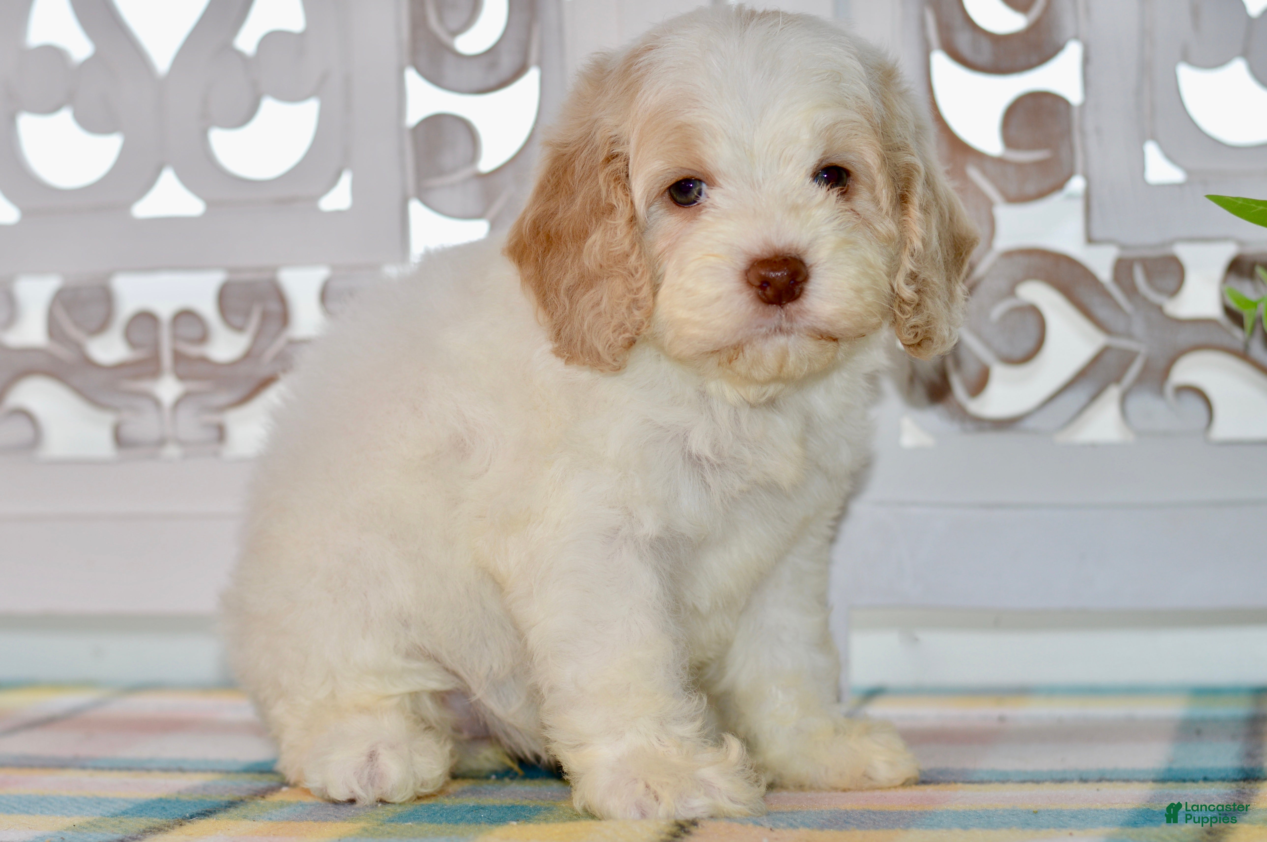 Cockapoo dogs Cora - Ad 2
