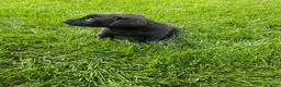 Labrador Retriever dogs for sale: Lily - Ad 4