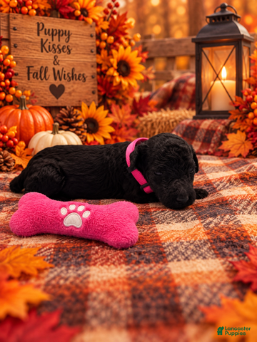 Goldendoodle dogs Angel - Pink Collar - Ad 34