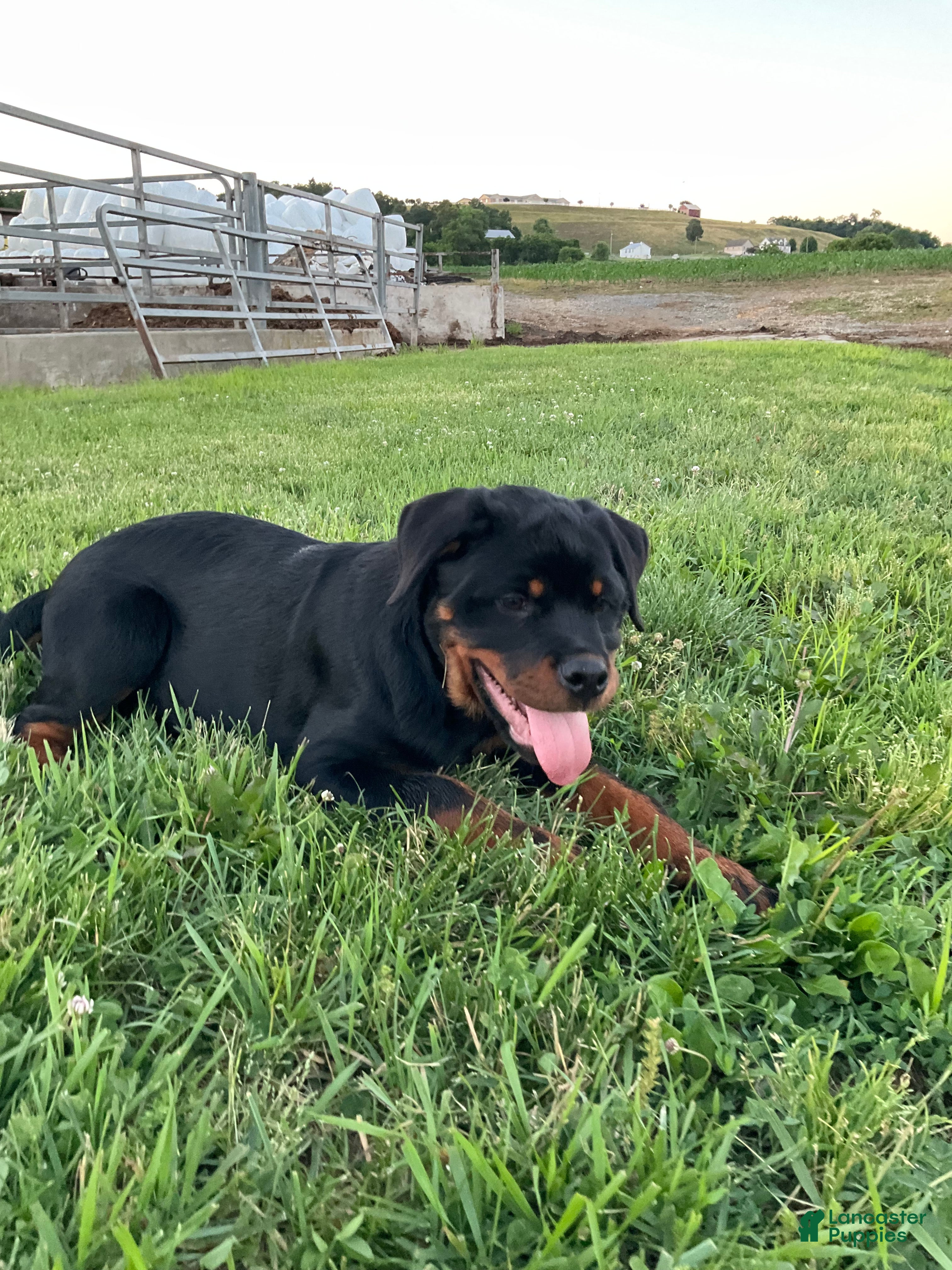 Rottweiler dogs Rottweiler Puppy 5 - Ad 2