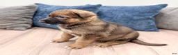 German Shepherd dogs for sale: Kevin - Ad 4