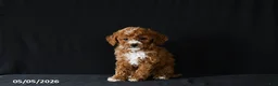 Miniature Poodle dogs for sale: Fiona - Ad 1