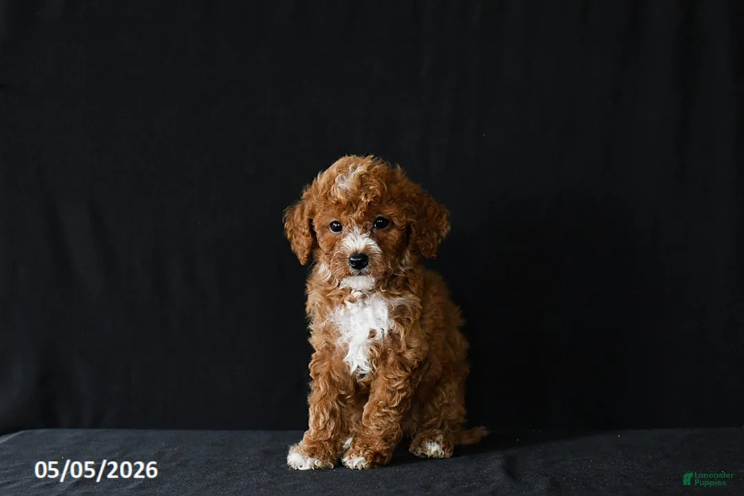 Miniature Poodle dogs for sale: Fiona - Ad 1