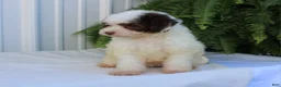 Miniature Poodle dogs for sale: Smokey - Ad 11