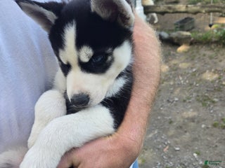 Siberian Husky dogs Delivery Available - Ad 37