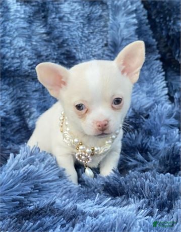 Chihuahua dogs Chihuahua Puppy 1 - Ad 3