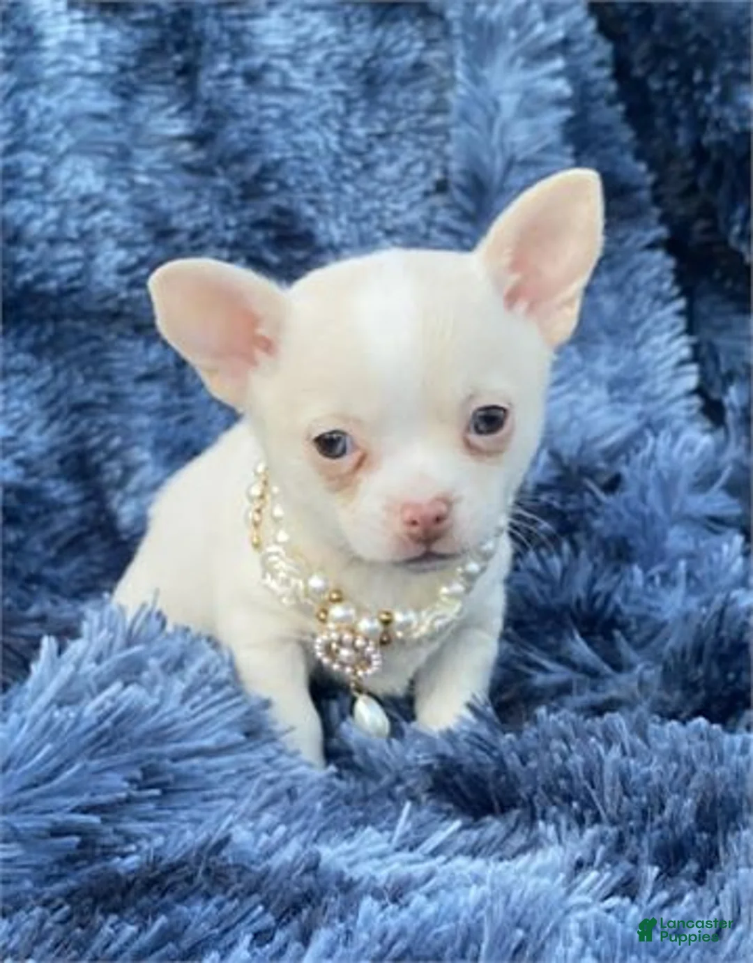 Chihuahua dogs for sale: Chihuahua Puppy 1 - Ad 1