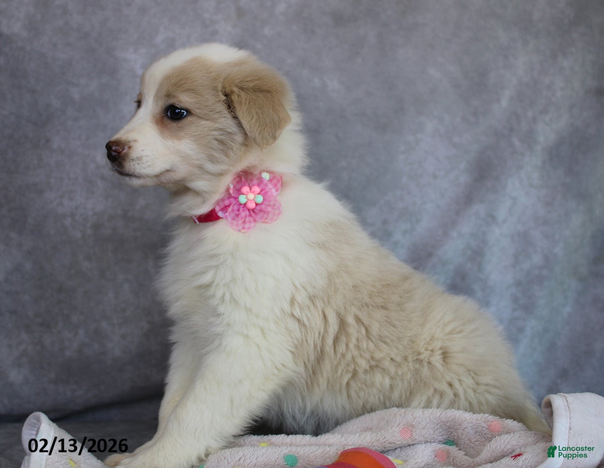 Mixed Breed dogs Amber - Ad 2