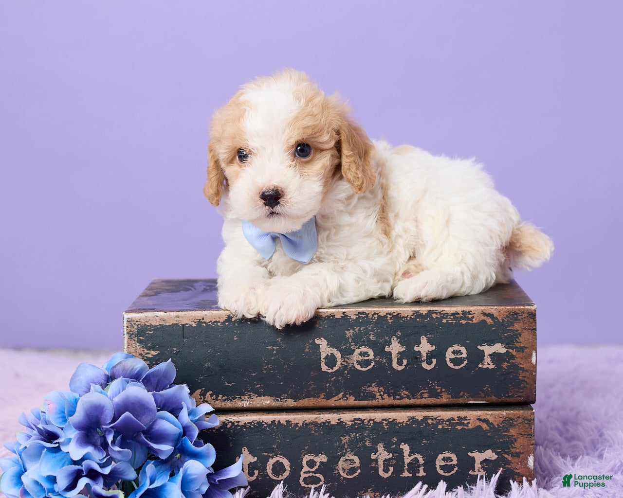 Cavapoo dogs Andy - Ad 1