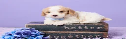Cavapoo dogs for sale: Andy - Ad 1