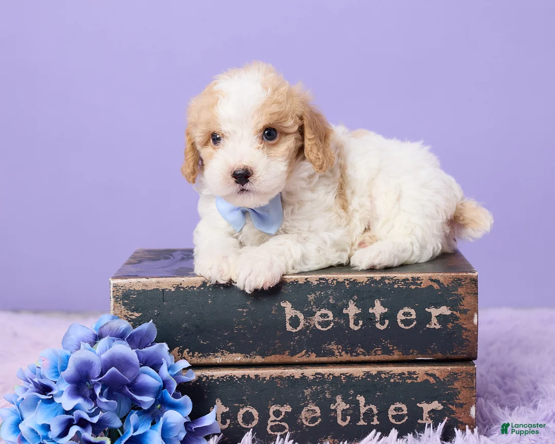 Cavapoo dogs for sale: Andy - Ad 1