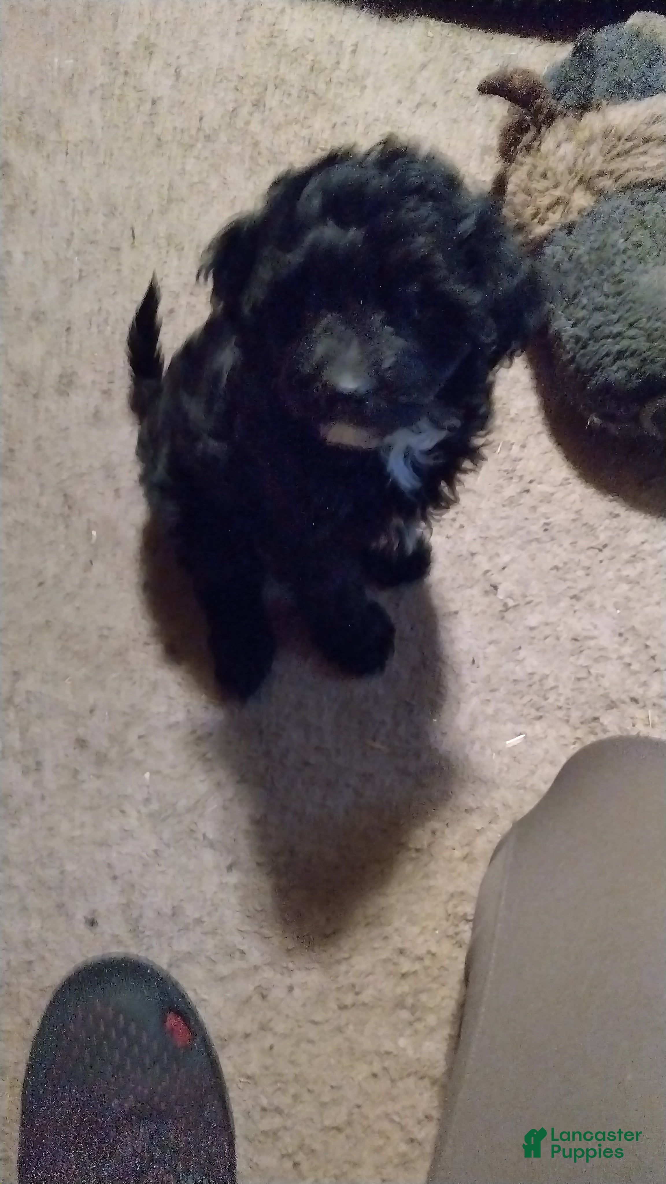 Cavapoochon dogs Bella - Ad 2