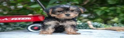 Yorkshire Terrier dogs for sale: Eva - Ad 2