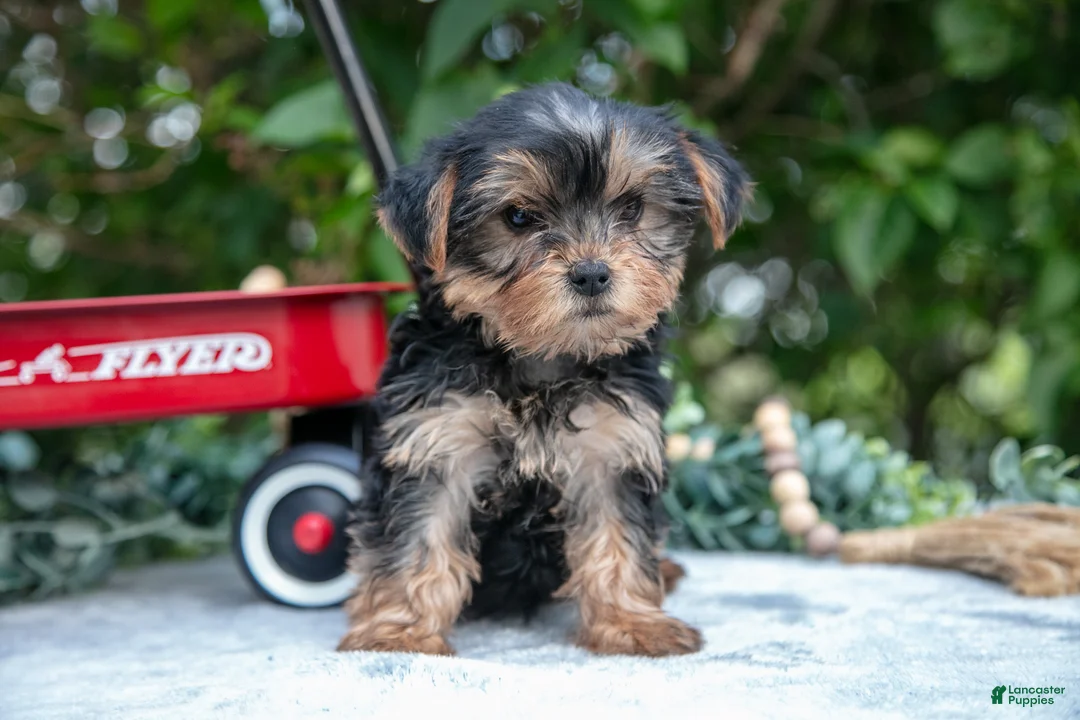 Yorkshire Terrier dogs for sale: Eva - Ad 2