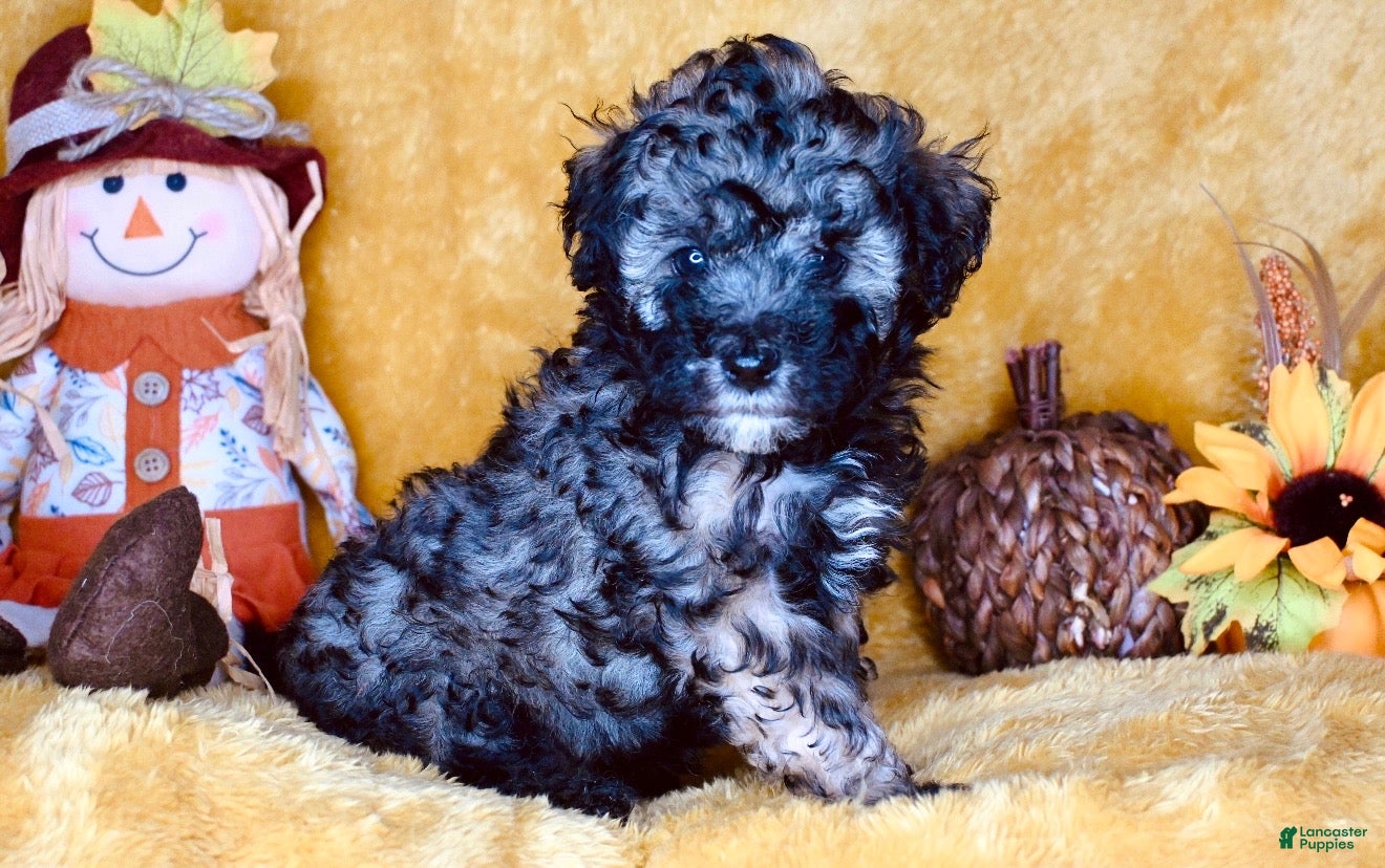 Mixed breed (Mixed breed, Male) in Locust Grove, GA