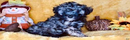 Mixed Breed dogs for sale: Little boy - Ad 1