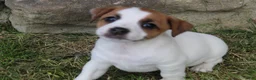 Jack Russell Terrier dogs for sale: Daisy - Ad 7