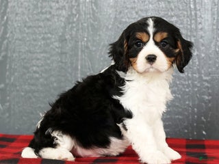 Cavalier King Charles Spaniel dogs Oren - Ad 4