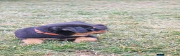 Rottweiler dogs for sale: Farley - Ad 6
