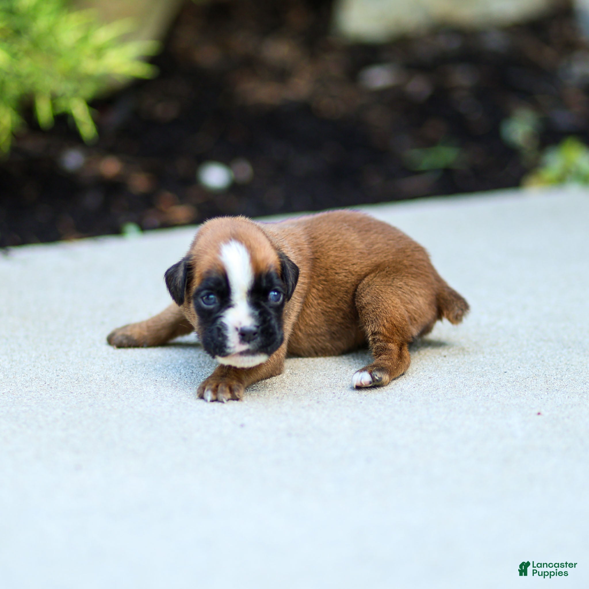 Boxer dogs Nora Boxer  - Ad 1