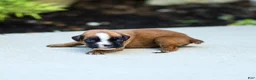 Boxer dogs for sale: Nora Boxer  - Ad 1