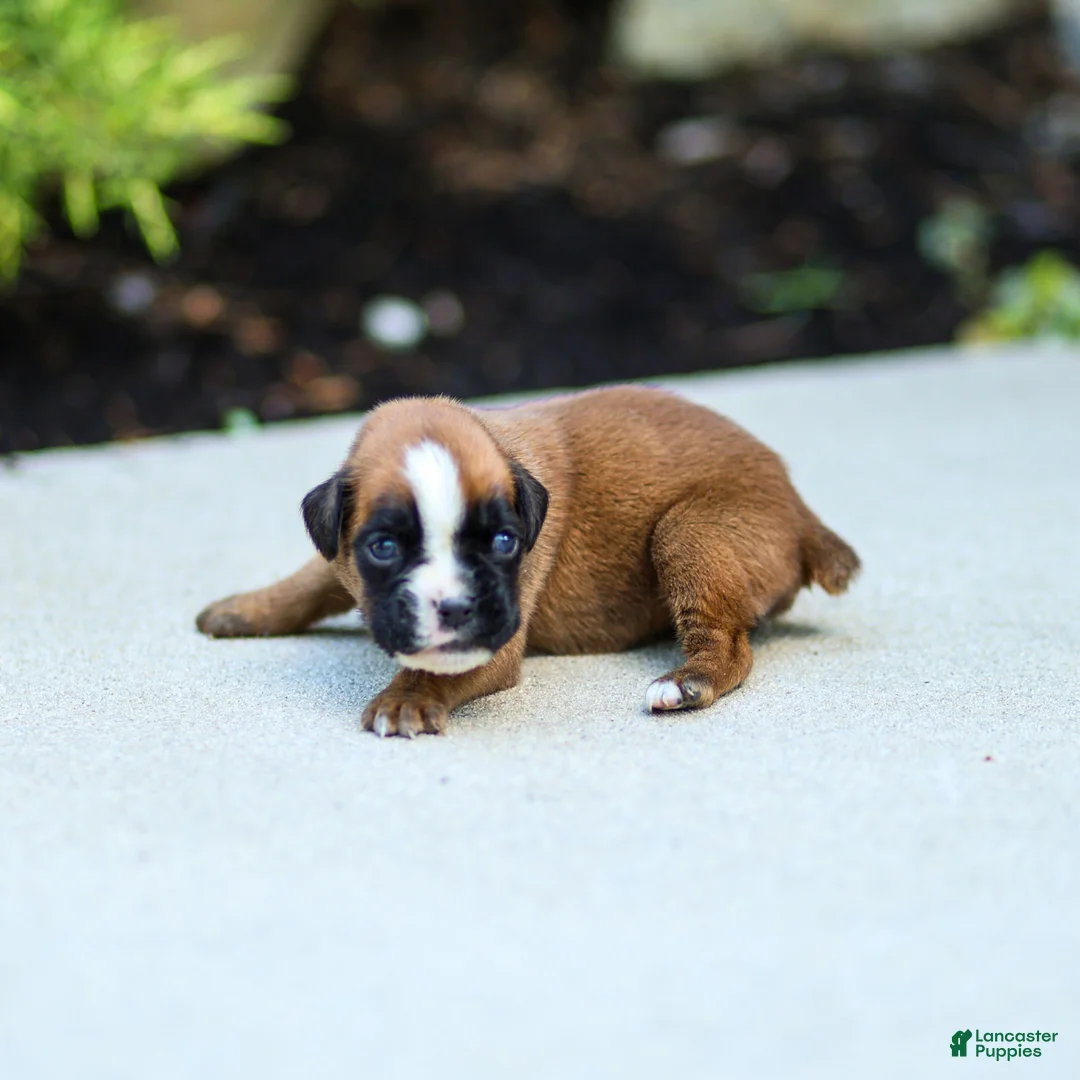 Boxer dogs for sale: Nora Boxer  - Ad 1