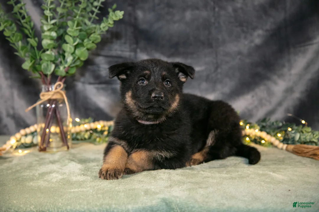 German Shepherd dogs for sale: Poppy - Ad 2