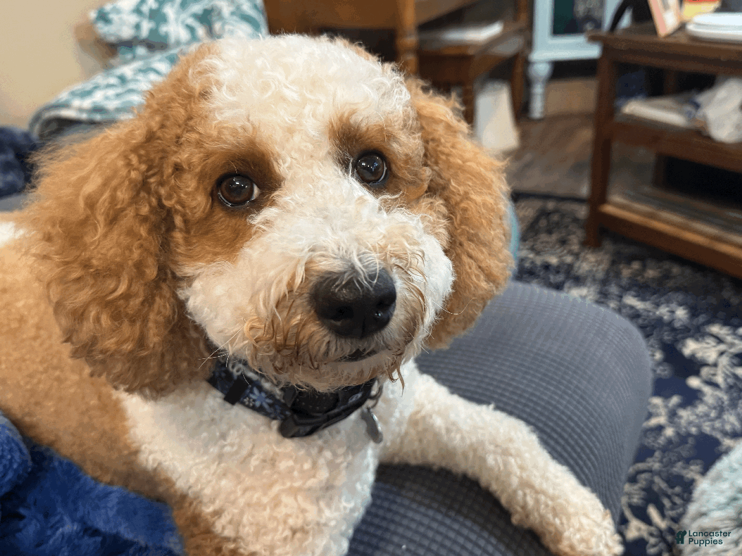 Mini Bernedoodle dogs for sale: Mini Bernedoodle Vega - Ad 3