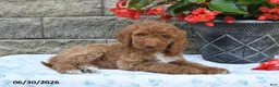 Goldendoodle dogs for sale: Kelly - Ad 1