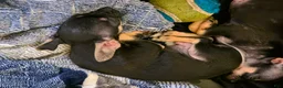 Chihuahua dogs for sale: Frankie (Chihuahua 3) - Ad 9