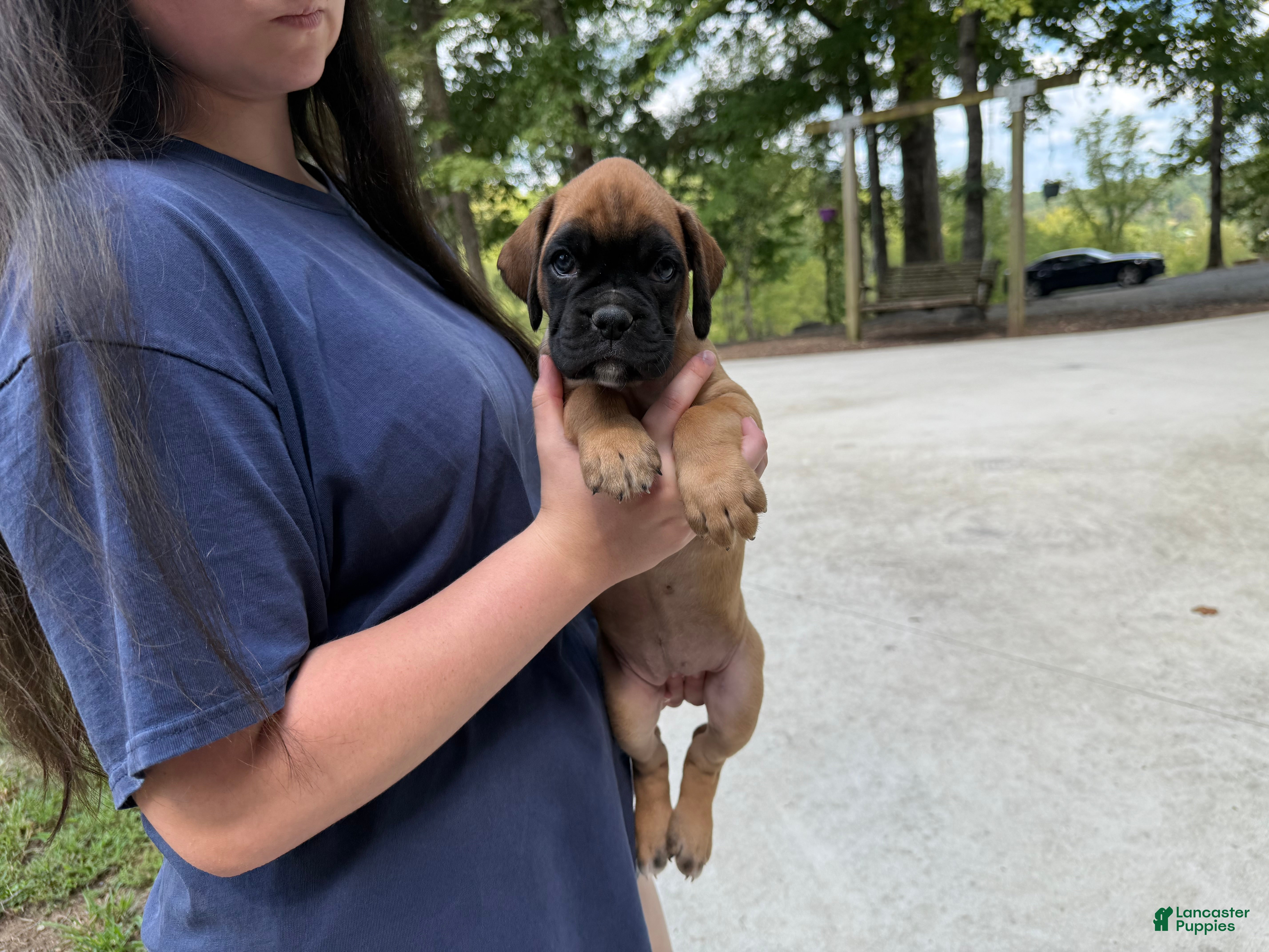 Boxer dogs Lizzie AKC Euro - Ad 2