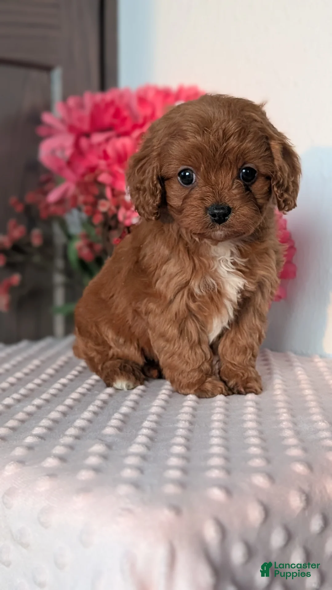 Cavapoo dogs for sale: Tessa - Ad 13