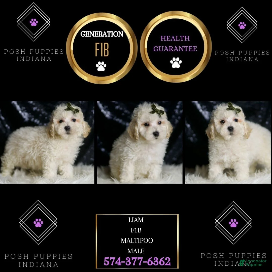 Maltipoo dogs for sale: Liam - Ad 2