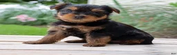 Yorkshire Terrier dogs for sale: Java - Ad 2