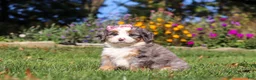 Mini Bernedoodle dogs for sale: Ruby🌸 - Ad 5