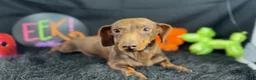 Miniature Dachshund dogs for sale: Miniature Dachshund 1 - Ad 5