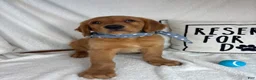 Golden Retriever dogs for sale: Gismo - Ad 3