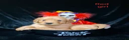 Golden Retriever dogs for sale: Golden Retriever 10 - Ad 1